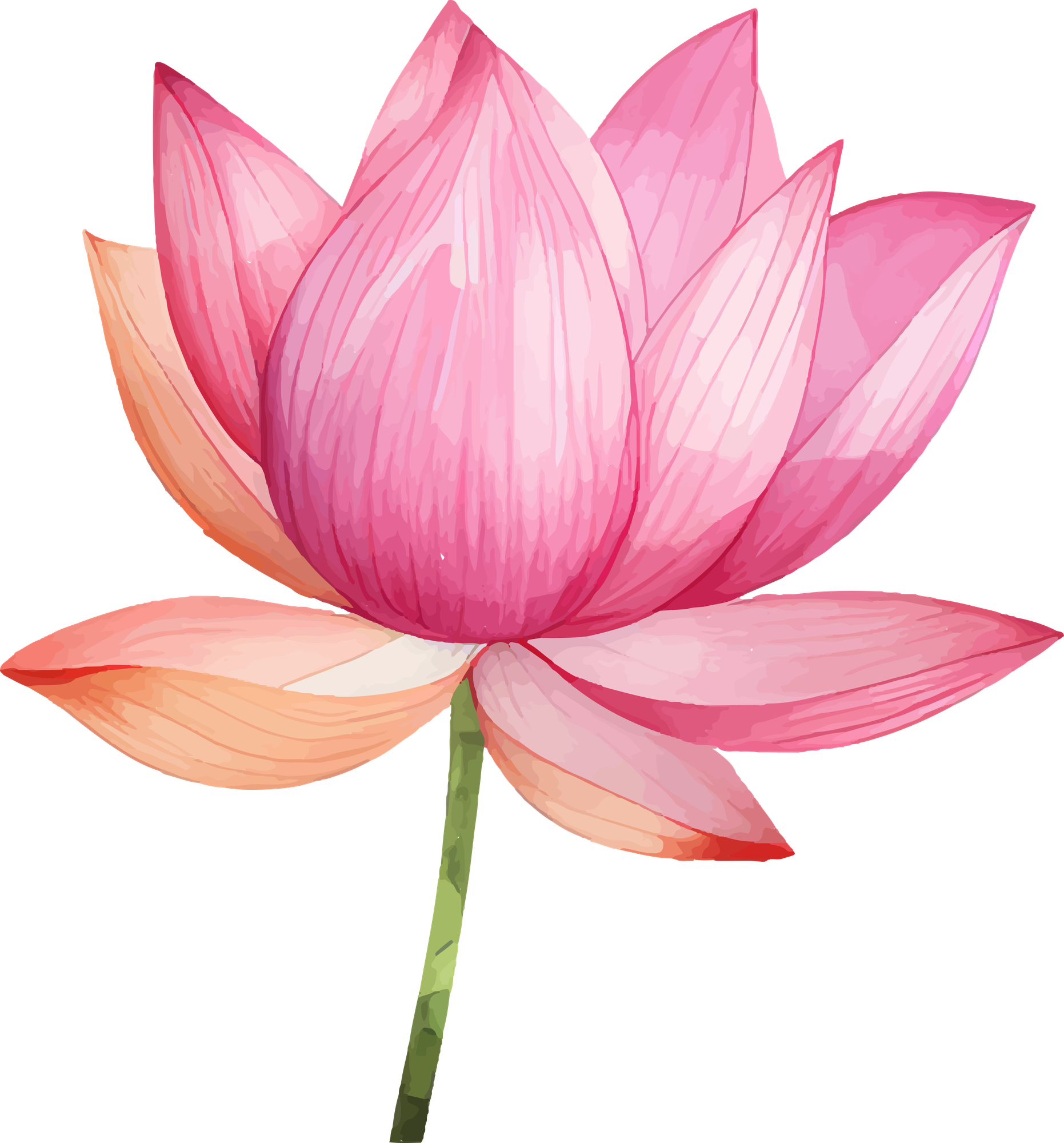 Lotus flower